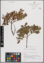 Foto von Salix foetida Schleich. ex DC.